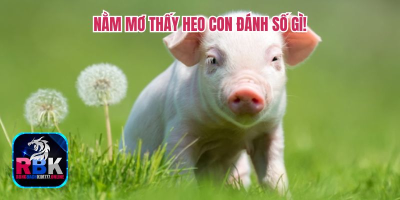 Điềm Báo Nằm Mơ Thấy Heo Con Đánh Số Gì May Mắn