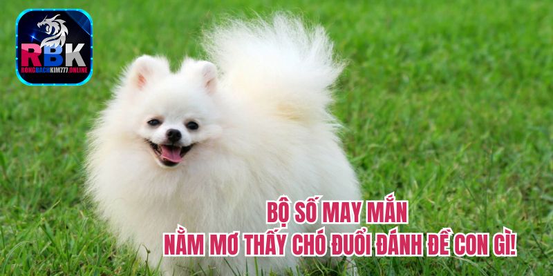 Nằm Mơ Thấy Chó Đuổi Đánh Đề Con Gì