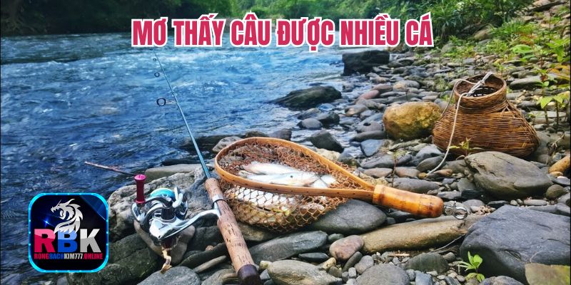 Nằm Mơ Thấy Nhiều Cá - Ý Nghĩa Giấc Mơ Thấy Nhiều Cá 