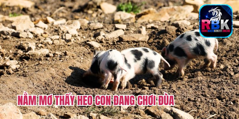 Điềm Báo Nằm Mơ Thấy Heo Con Đánh Số Gì May Mắn