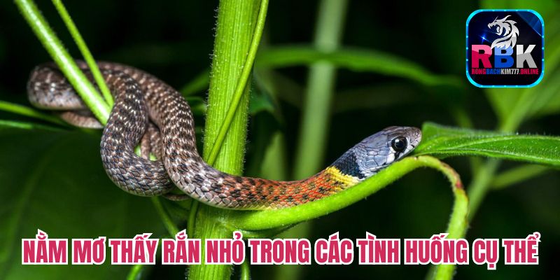 Nằm Mơ Thấy Rắn Nhỏ: Giải Mã Ý Nghĩa Và Con Số May Mắn