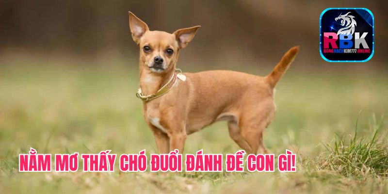 Nằm Mơ Thấy Chó Đuổi Đánh Đề Con Gì