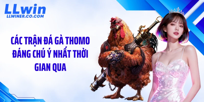 Đá Gà Thomo: Hé Lộ Trận Đấu Đỉnh Cao Ít Người Biết Các trận đá gà thomo đáng chú ý nhất thời gian qua
