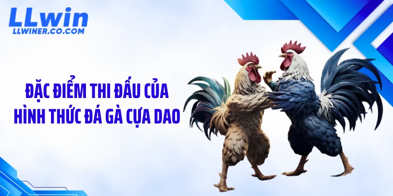 Đá Gà Cựa Dao: Nhịp Trận Nhanh, Chỉ 30-90 Giây Đầy Kịch Tính Đặc điểm thi đấu của hình thức đá gà cựa dao