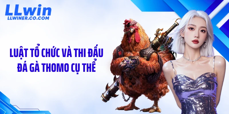 Đá Gà Thomo: Hé Lộ Trận Đấu Đỉnh Cao Ít Người Biết Luật tổ chức và thi đấu đá gà Thomo cụ thể