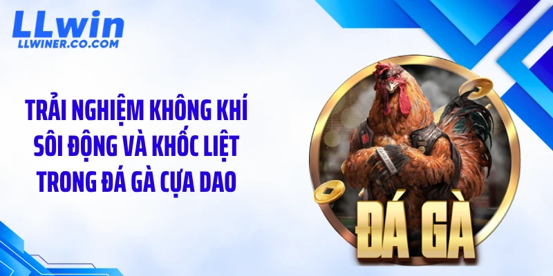 Đá Gà Cựa Dao: Nhịp Trận Nhanh, Chỉ 30-90 Giây Đầy Kịch Tính Trải nghiệm không khí sôi động và khốc liệt trong đá gà cựa dao